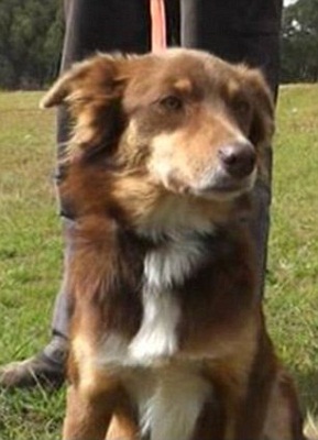 忠犬“波伊蒂”用身体取暖救了主人一命。 忠犬“波伊蒂”用身体取暖救了主人一命。