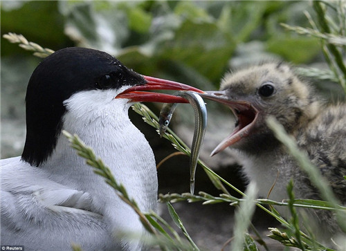 海鹦在喂养幼崽.