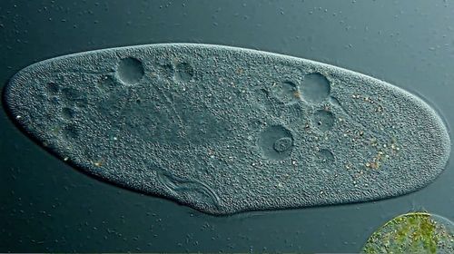 显微镜下的奇迹 精彩照演绎奇妙微观世界(组图)