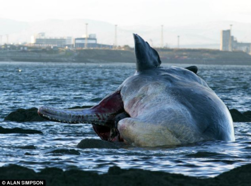 ��ͷĨ�㾨�����󱻺�ˮ��ˢ��Ӣ����ǳ̲��