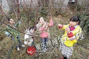 �����ǲ������֦�Ĺ���һ��Ҳ������