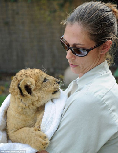 ���ڣ����Ѿ��������������þͿ��Իص�����԰��ʨ��Ⱥ��ȥ�ˡ�