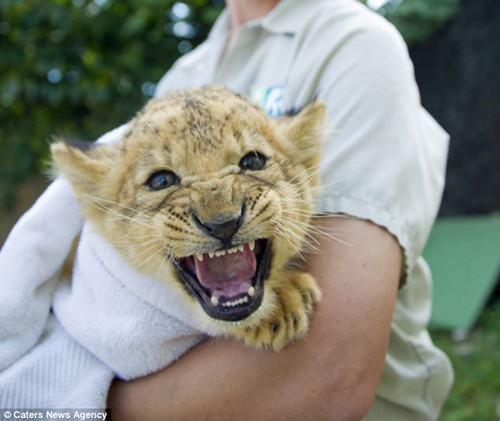 �������ڽ�ʳʱ�����ŵ�Сʨ�ӣ�����Ӱʦչʾ���Լ��ġ�ʨ�𹦡���