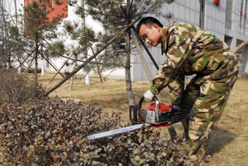 ������ƺ