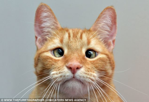 对眼猫咪不自卑 穿《哈利·波特》制服卖萌