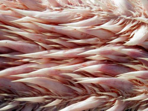 ������Ƥ��������Ƿ������ݣ���ҳ��ͼ��