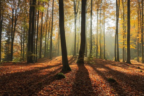 ɭ�ֳ�֮�⡣��Ӱ�ߣ�Mateusz Liberra �����Բ���������