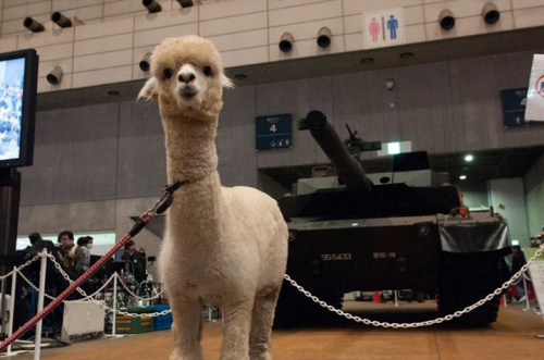  �ձ���ҫ�������һ��̹�� ������������(��ͼ)