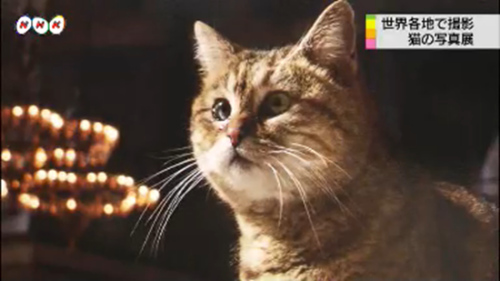 �ձ��ٰ���èΪ�������Ӱչ