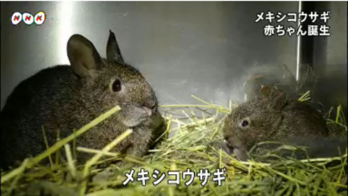 日本动物园新添一只墨西哥兔 日本动物园新添一只墨西哥兔