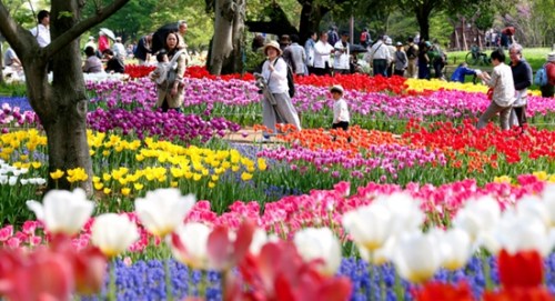 日本一家公园内郁金香竞相开放 日本一家公园内郁金香竞相开放