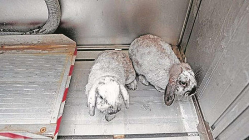 ��������Ա�ȳ�����ֻ��������