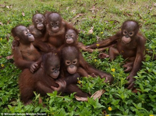 大猩猩孤儿们的“全家福” 大猩猩孤儿们的“全家福”