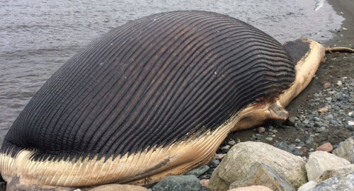 加拿大搁浅蓝鲸恐爆炸 游客不顾安危争相目睹 (3)