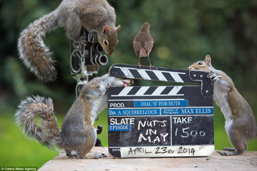 ׼�������ģ�