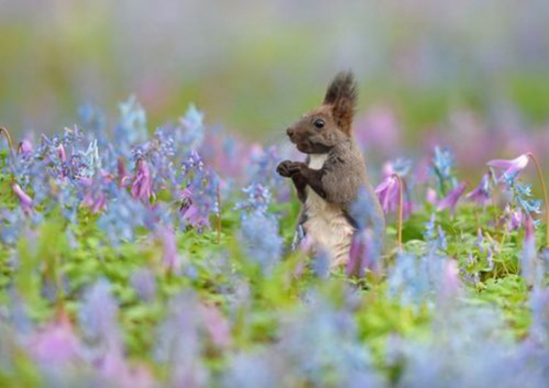 ���ҿ���