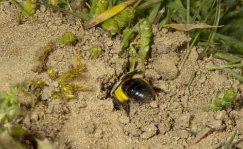 ������������۷�����Ϊ���ұ��ػ��䡱