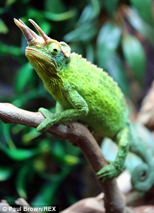 һֻ���Ǳ�ɫ����