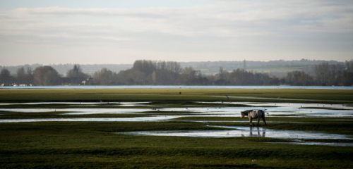 �ۿڲݵ��ϵ�һƥ����