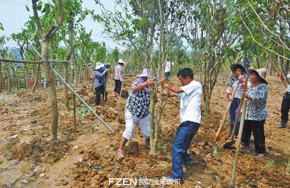 三环路晋安段沿线违建被拆除后,工人在种树。 陈建国 摄 三环路晋安段沿线违建被拆除后,工人在种树。 陈建国 摄