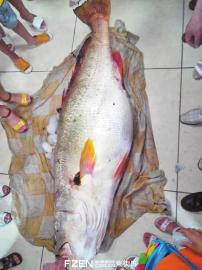 巨大的黄唇鱼引人围观。 读者供图 巨大的黄唇鱼引人围观。 读者供图