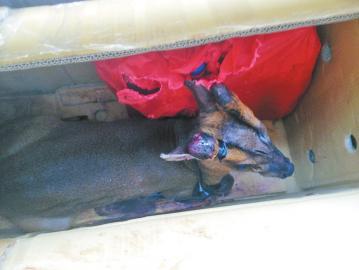 �����������ɽ�䡣 