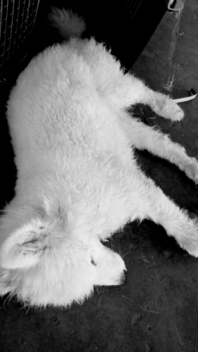 ����;����������ĦҮ(��Ůʿ��ͼ)