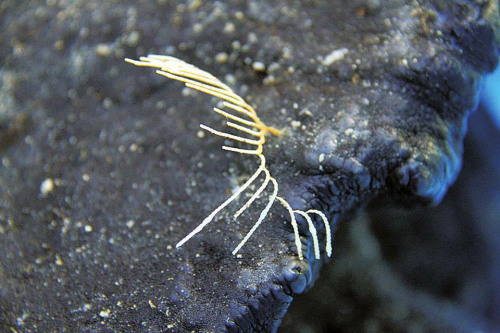 ��ɫ��ɺ����Ʒ