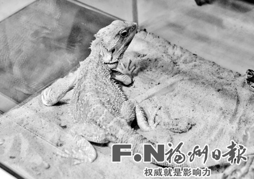 福州查获宠物店卖野生动物稀有变色龙售千元图2
