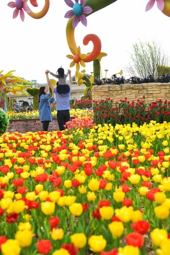爱宝乐园里盛开的郁金香 爱宝乐园里盛开的郁金香