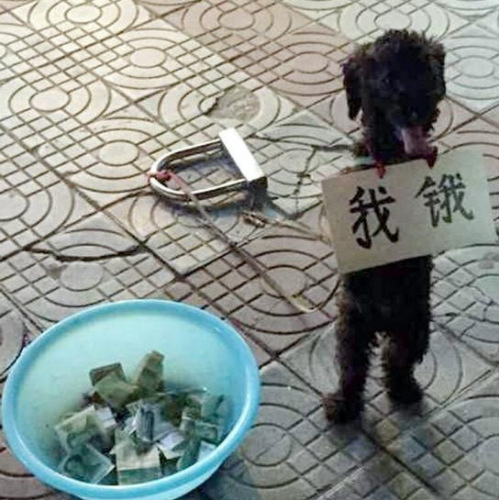 的泰迪狗脖子挂着一个"我饿"的牌子,身子直立,向路人连续作揖"乞讨"