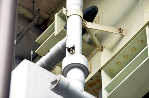 ͼΪ��ֻ������è�䡣