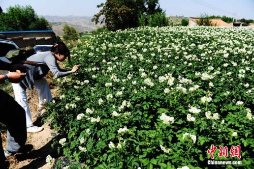 定西市将3800多名农技人员分配到贫困村,指导农民种粮食和药材。杨艳敏 摄 定西市将3800多名农技人员分配到贫困村,指导农民种粮食和药材。杨艳敏 摄