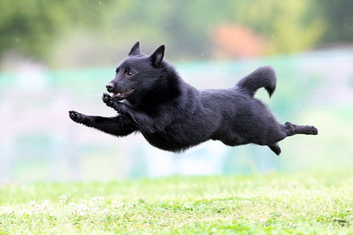 超萌:日本"飞行狗"摄影大赛让爱犬飞起来(图)