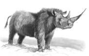 披毛犀复原图 披毛犀复原图