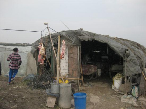 以大棚为家 以大棚为家