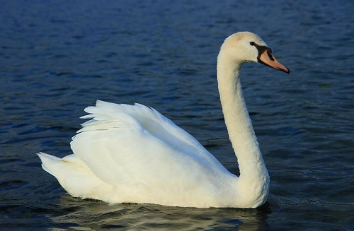资料图片:疣鼻天鹅属天鹅类中最美丽、也很稀奇的一种。 资料图片:疣鼻天鹅属天鹅类中最美丽、也很稀奇的一种。
