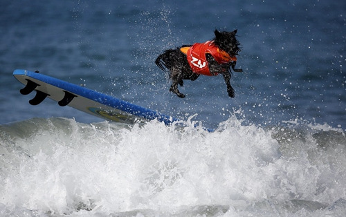 看炫酷汪星人挑战极限 看炫酷汪星人挑战极限