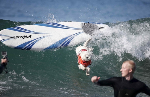 它们大多数都曾受过专门的冲浪训练。 它们大多数都曾受过专门的冲浪训练。