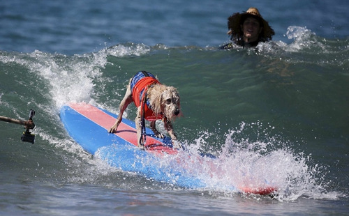 主人也多为自己的爱犬准备了救生衣等防护措施。 主人也多为自己的爱犬准备了救生衣等防护措施。