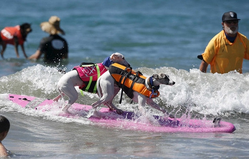 它们也受到了来自岸边观众的热烈欢迎与赞许。 它们也受到了来自岸边观众的热烈欢迎与赞许。