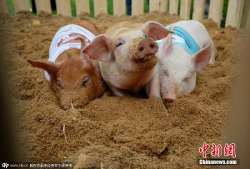 100ͷ��������(����ͼ)��ͼƬ��Դ��CFP�Ӿ��й���