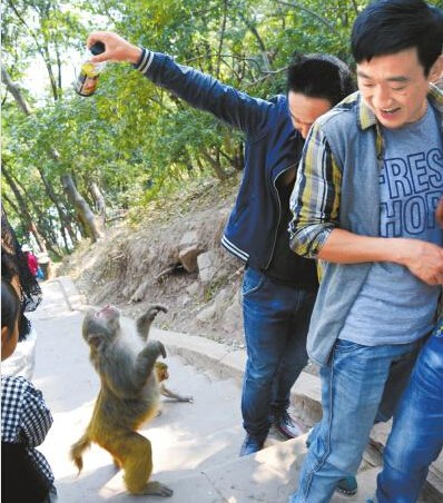猴子抢夺游客手中的饮料。 猴子抢夺游客手中的饮料。