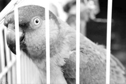 可爱的鹦鹉米图。图片来源:楚天金报 可爱的鹦鹉米图。图片来源:楚天金报