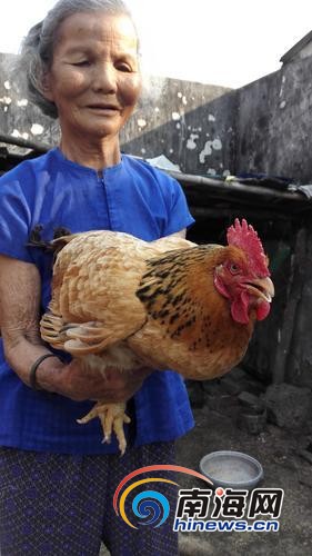 林先珍家人抱着老母鸡