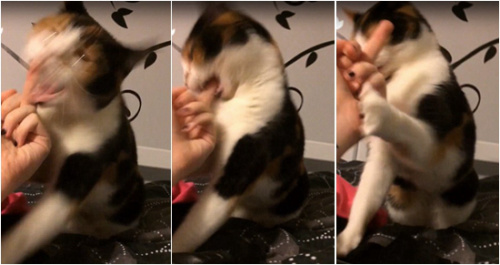 紧接着,画风突变,猫咪抱着主人的手又啃又咬。 紧接着,画风突变,猫咪抱着主人的手又啃又咬。