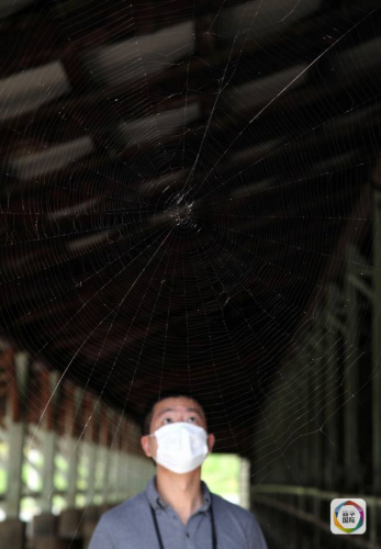 ��2011��9��11�գ����ձ������ط��ݴ壬һ�����õ���ţ�����ѽ���֩�������»�����߷�������