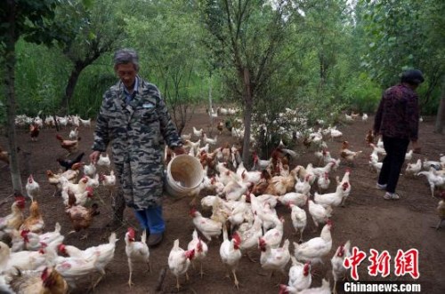 图为张云献夫妻俩在孤岛上喂养了1400多只鸡,老人说,今年9月,一些小鸡就能长成开始下蛋,觉得生活更有奔头了。 周小云 摄 图为张云献夫妻俩在孤岛上喂养了1400多只鸡,老人说,今年9月,一些小鸡就能长成开始下蛋,觉得生活更有奔头了。 周小云 摄