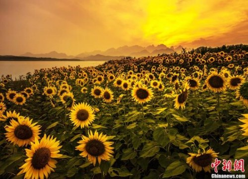 资料图:向日葵 资料图:向日葵