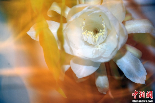 资料图:处暑出伏“昙花一现”艳惊四邻。<a target='_blank' href='http://www.chinanews.com/' >中新网</a>记者 金硕 摄 资料图:处暑出伏“昙花一现”艳惊四邻。<a target='_blank' href='http://www.chinanews.com/' >中新网</a>记者 金硕 摄